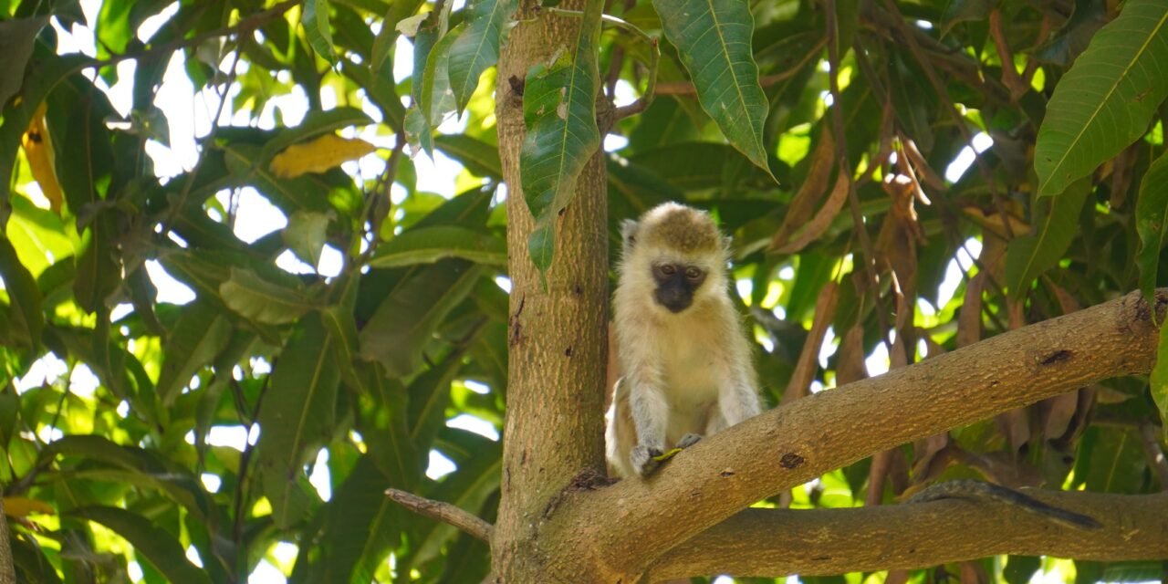 How to Plan Ngorongoro Crater Tour with Lunch – Complete Guide 2026-2027