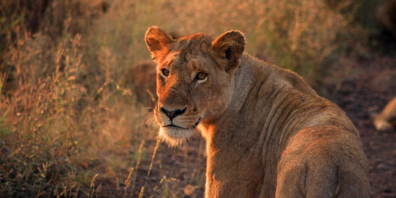 How to Plan a Ngorongoro Day Trip from Arusha – Complete Guide 2026-2027