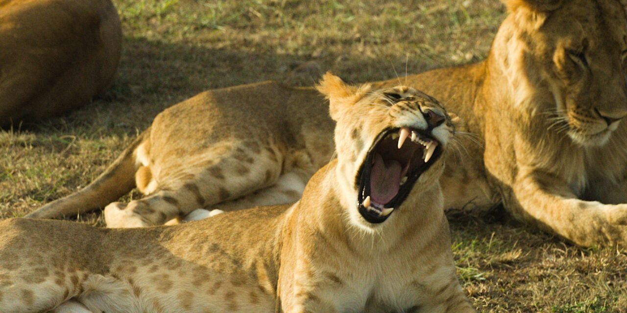 How to Visit Ngorongoro Crater from Arusha – Complete Guide 2026-2027