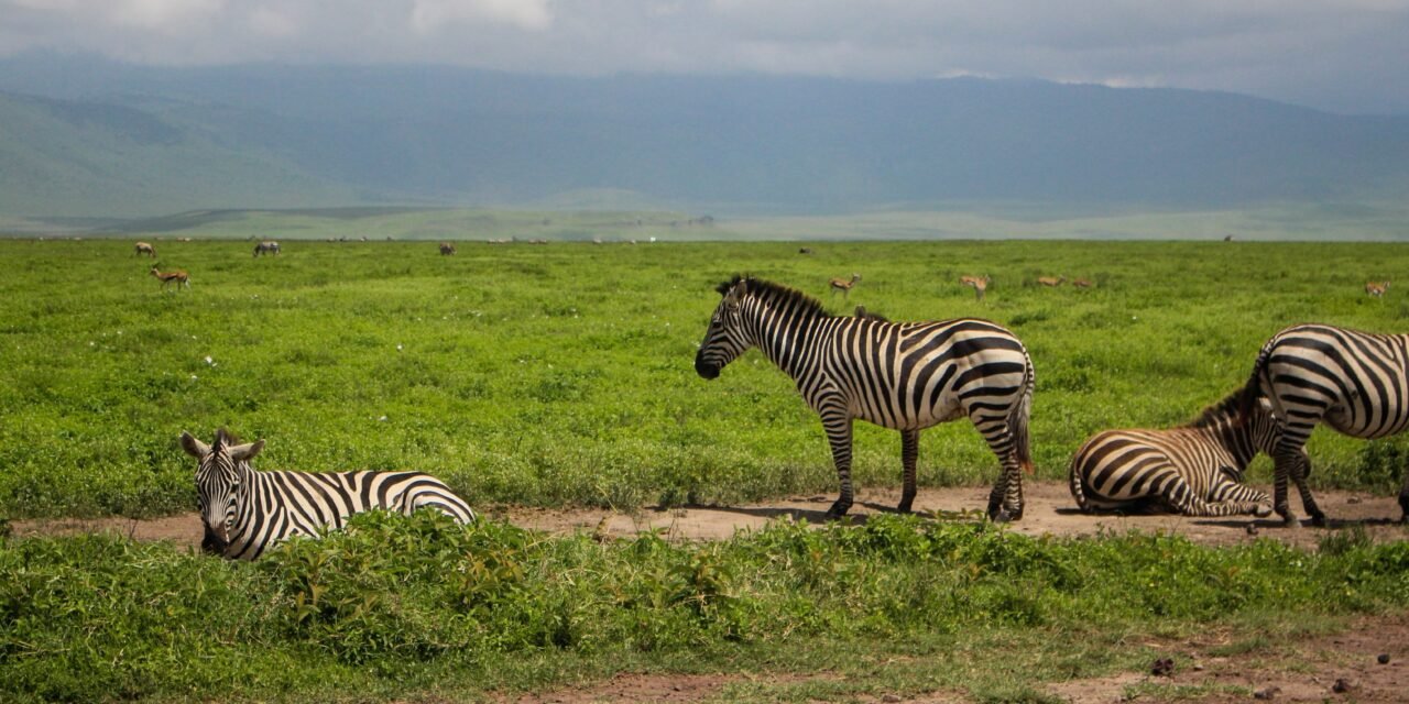 How to Fly from Arusha to Serengeti – Complete Guide 2026-2027