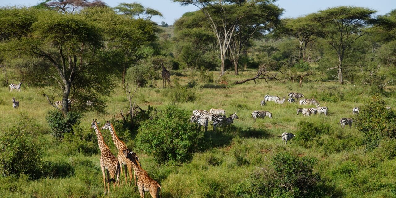 How to Visit Southern Serengeti from Arusha – Complete Guide 2026-2027