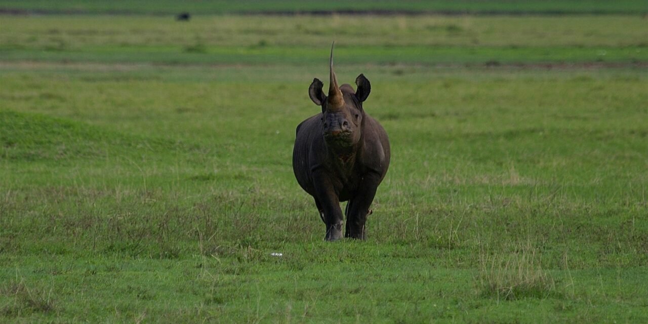 How to Visit Northern Serengeti from Arusha – Complete Guide 2026-2027