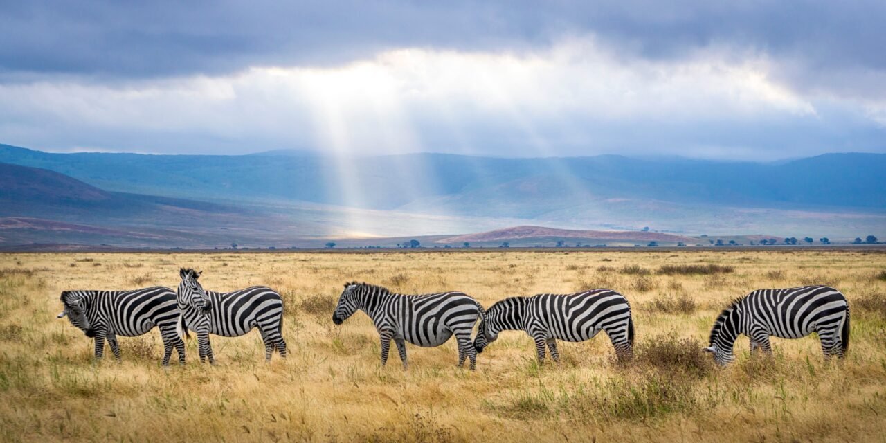 How to Visit Central Serengeti from Arusha – Complete Guide 2026-2027