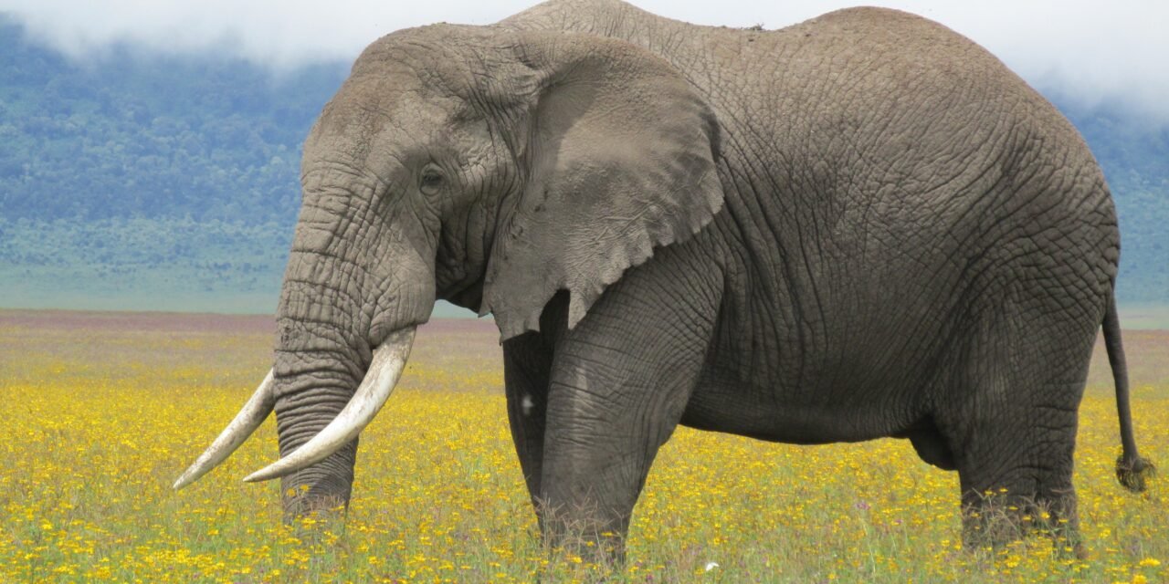 How to Plan Arusha to Serengeti and Back Itinerary – Complete Guide 2026-2027
