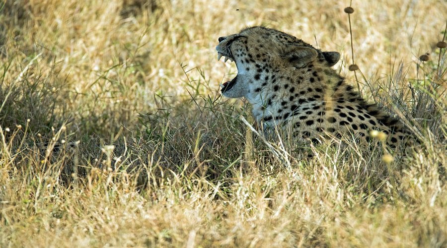 Private Tanzania Safari – Book Flexible Wildlife Tour with Your Own Local Guide