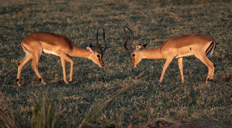 12 Days Tanzania Safari – Book Luxury Wildlife, Culture and Nature Adventure