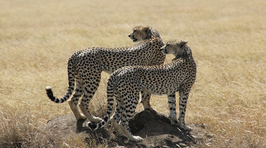 Ruaha Safari Cost And Price Guide For Adventures 2026-2027