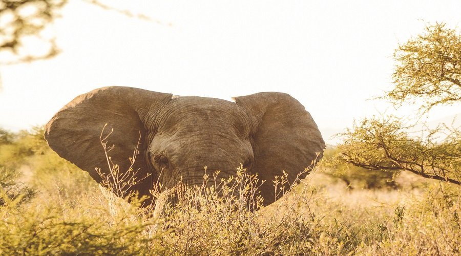 Premium Tanzania Group Joining Safari Complete Tour Package 2026–2027