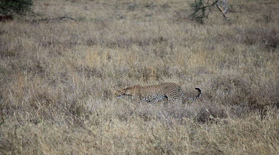 Complete 12 Days Tanzania Safari Family Safari Cost 2026–2027