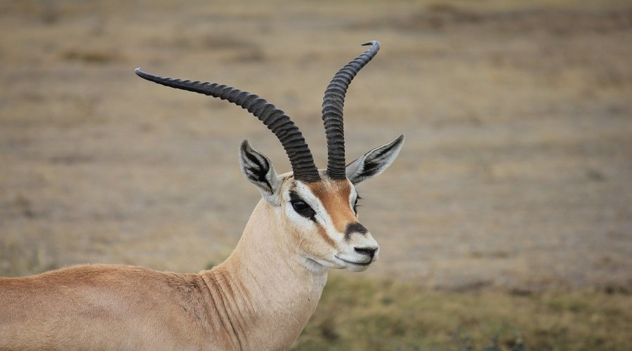 Top Rated 10 Days Tanzania Safari Budget Package Deals 2026–2027