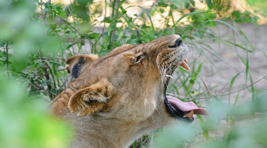 Group Joining 7 Days Tanzania Safari Group Joining Price 2026–2027