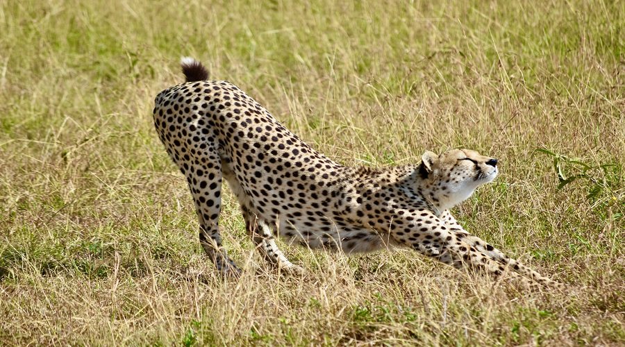 Private 6 Days Tanzania Safari Private Safari Package 2026–2027
