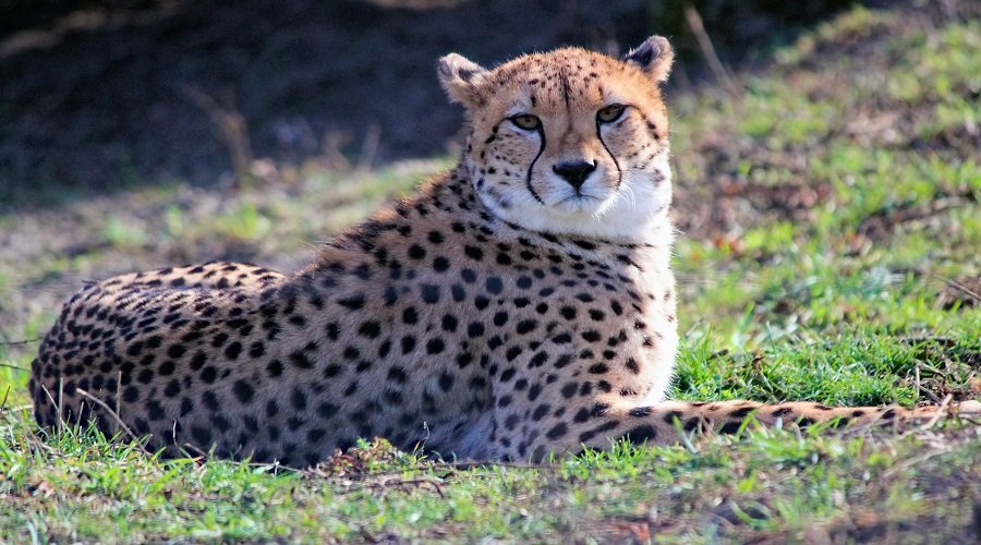 Luxury 5 Days Tanzania Safari Booking Guide and Best Time 2026–2027