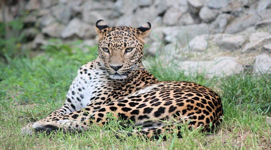 Affordable 4 Days Tanzania Safari Cost and Packages 2026–2027