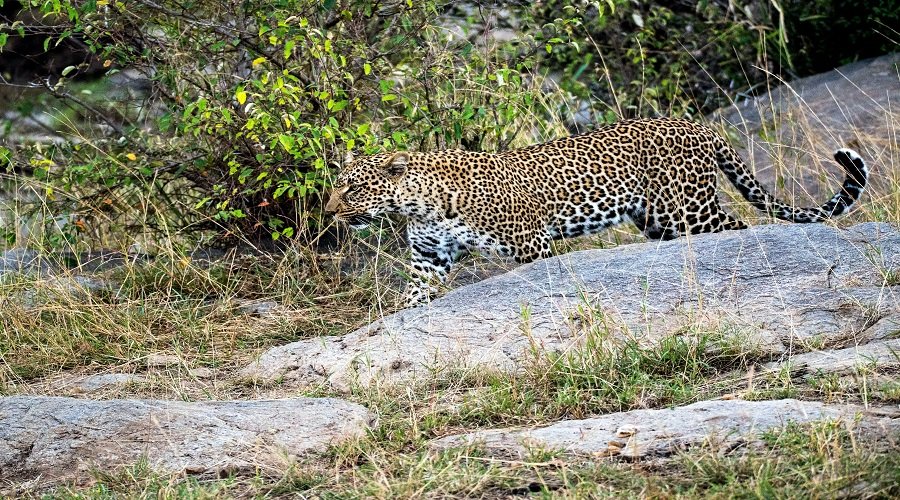 7 Days Tanzania Safari – Book Ultimate Serengeti, Ngorongoro and Tarangire Tour