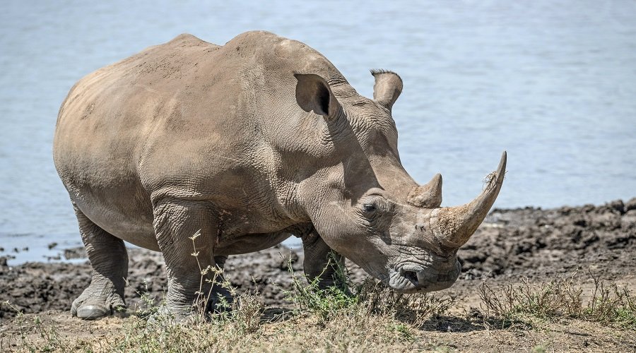 5 Days Tanzania Safari – Book Serengeti, Ngorongoro and Tarangire Best-Selling Safari