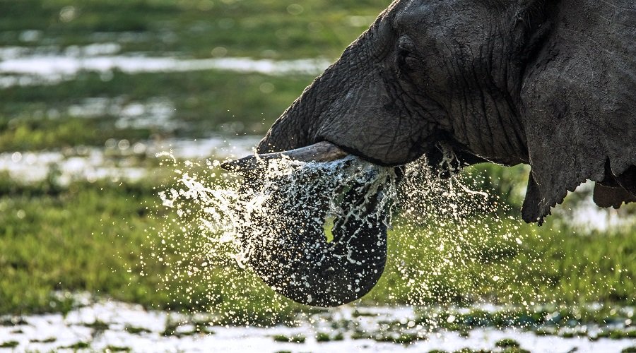 Tanzania Group Joining Safari – Book Affordable Shared Wildlife Adventure