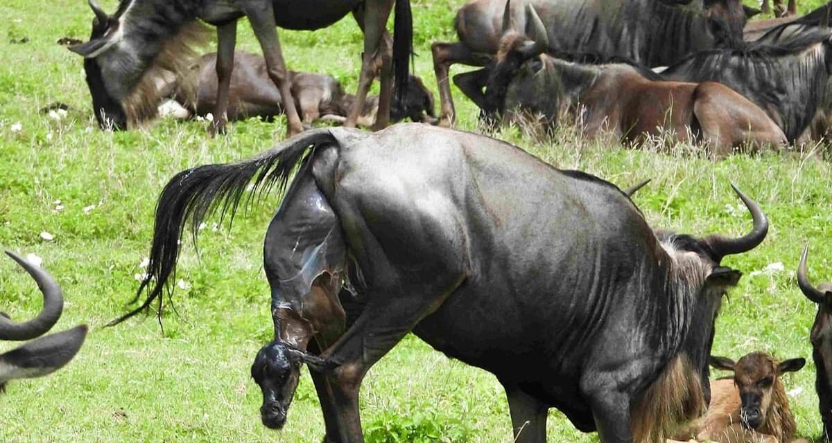 How to Plan a Low Cost Safari from Arusha – Complete Guide 2026-2027