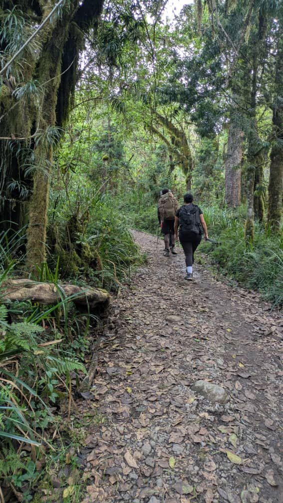 Best Rau Forest Nature Walk From Moshi 2026-2027