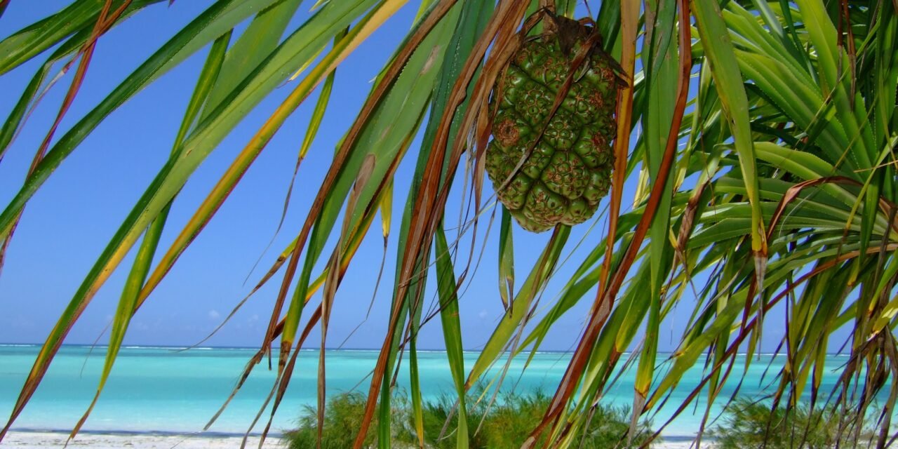 Michamvi Beach Guide: Sunset, Lagoon, And Relaxation Guide