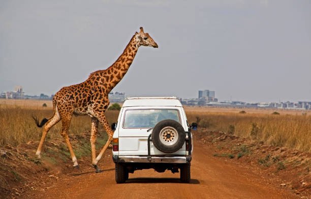 Big Five Safari Tanzania: The Ultimate Guide to Witnessing Africa's Iconic Wildlife