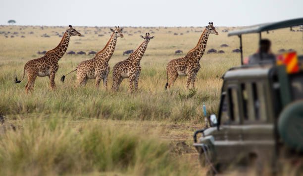 Tanzania Budget Camping Group Safari: Expert Guide for 2026-2027