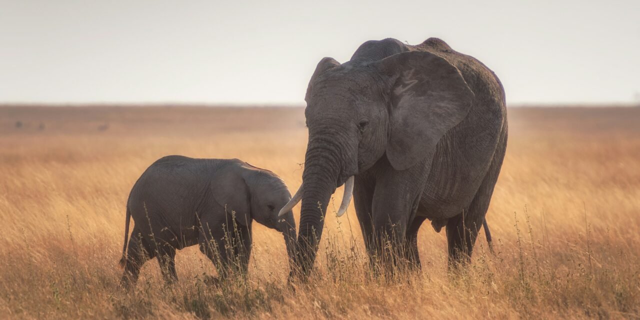 How to Plan a 5 Day Tanzania Safari – Complete Guide 2026-2027