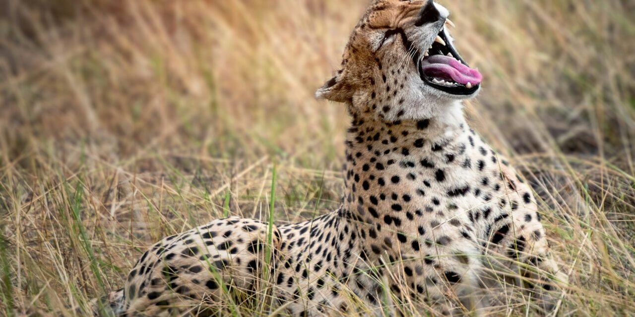 How to Plan a 3 Day Tanzania Safari – Complete Guide 2026-2027
