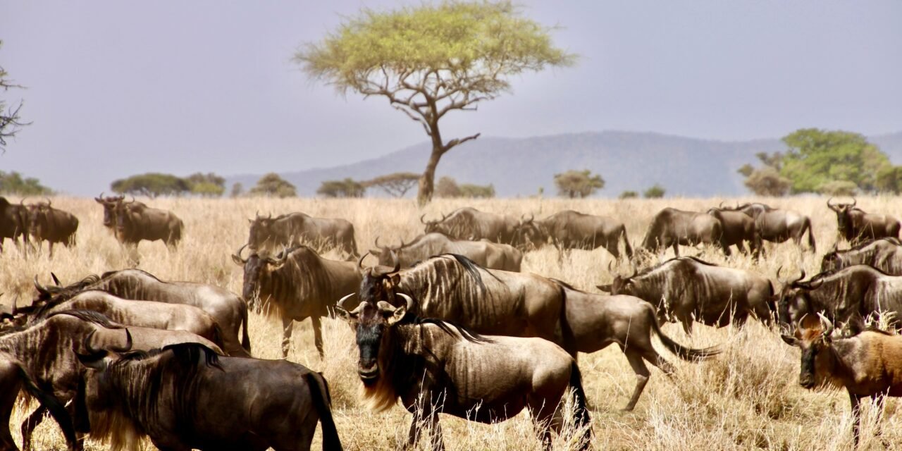 How to Plan a 7 Day Tanzania Safari – Complete Guide 2026-2027