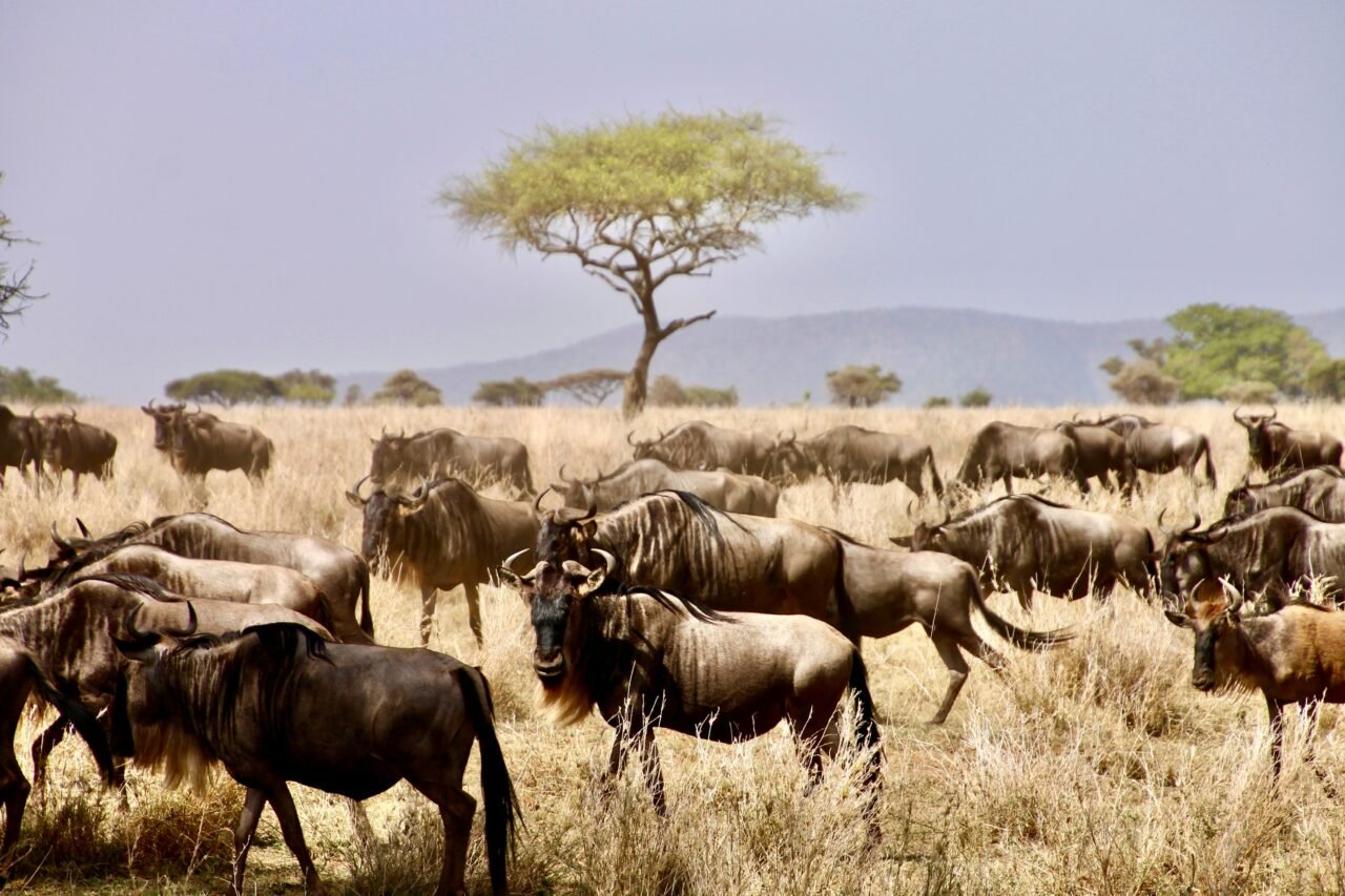 What is the Average Cost of a Tanzania Safari? Expert 2026-2027 Guide