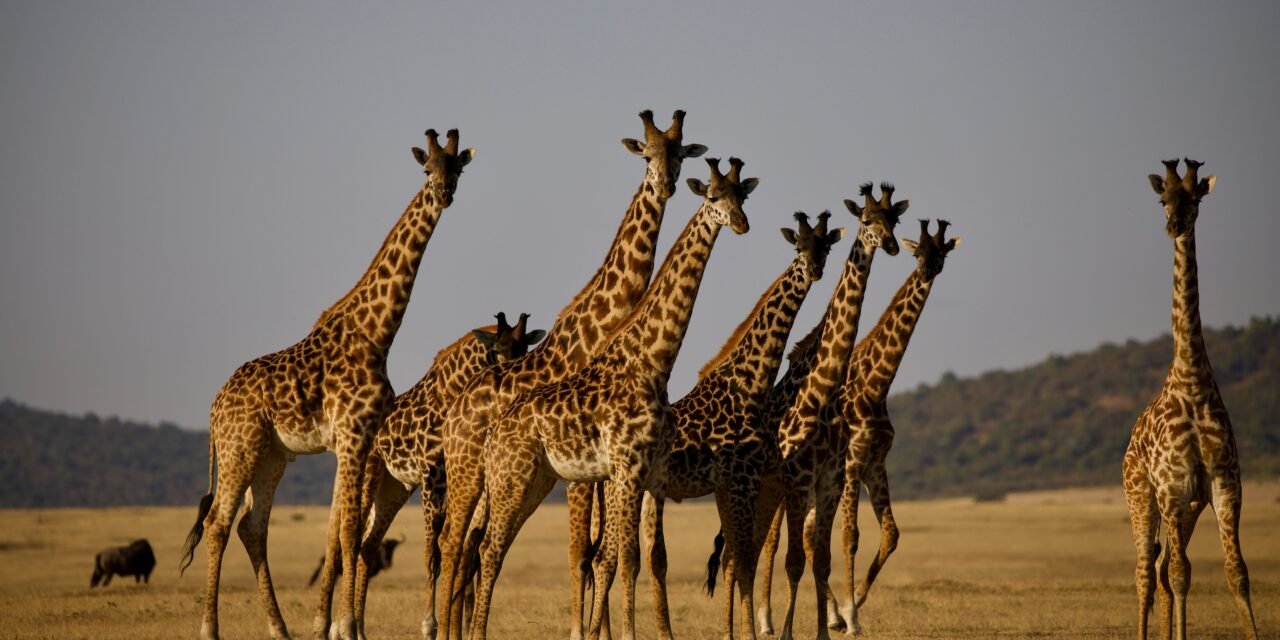 How to Plan a 6 Day Tanzania Safari – Complete Guide 2026-2027