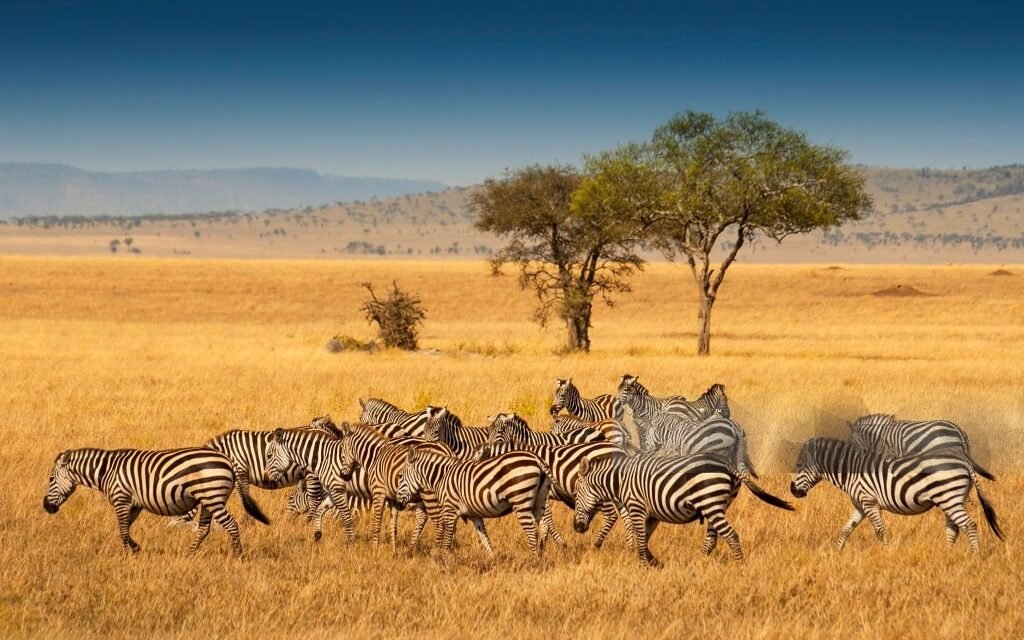 How to Plan a Mid Range Safari in Tanzania – Complete Guide 2026-2027