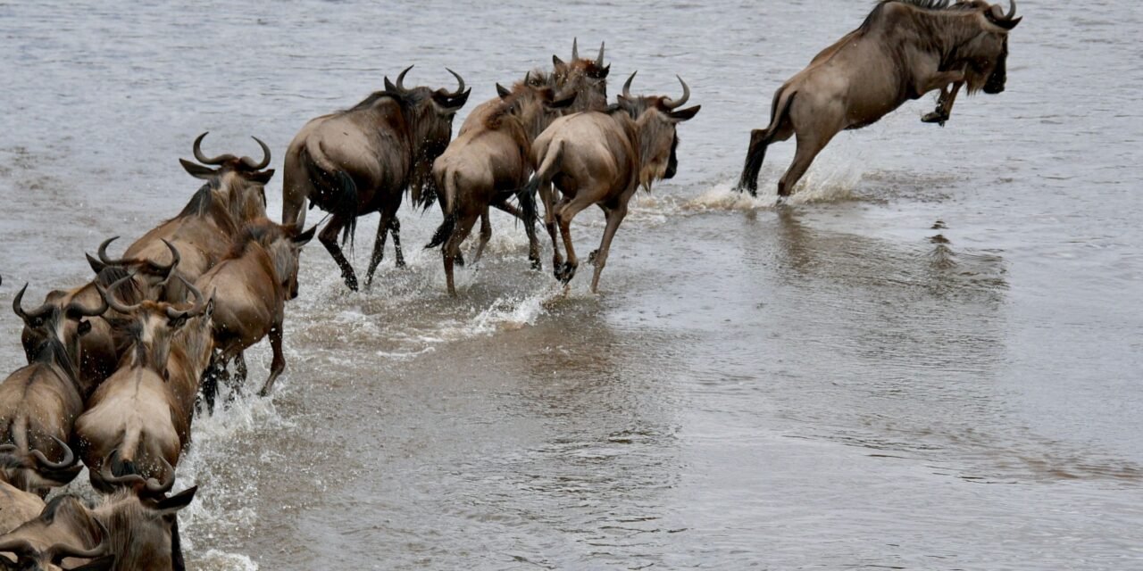 How to Plan a Big Five Safari in Tanzania – Complete Guide 2026-2027