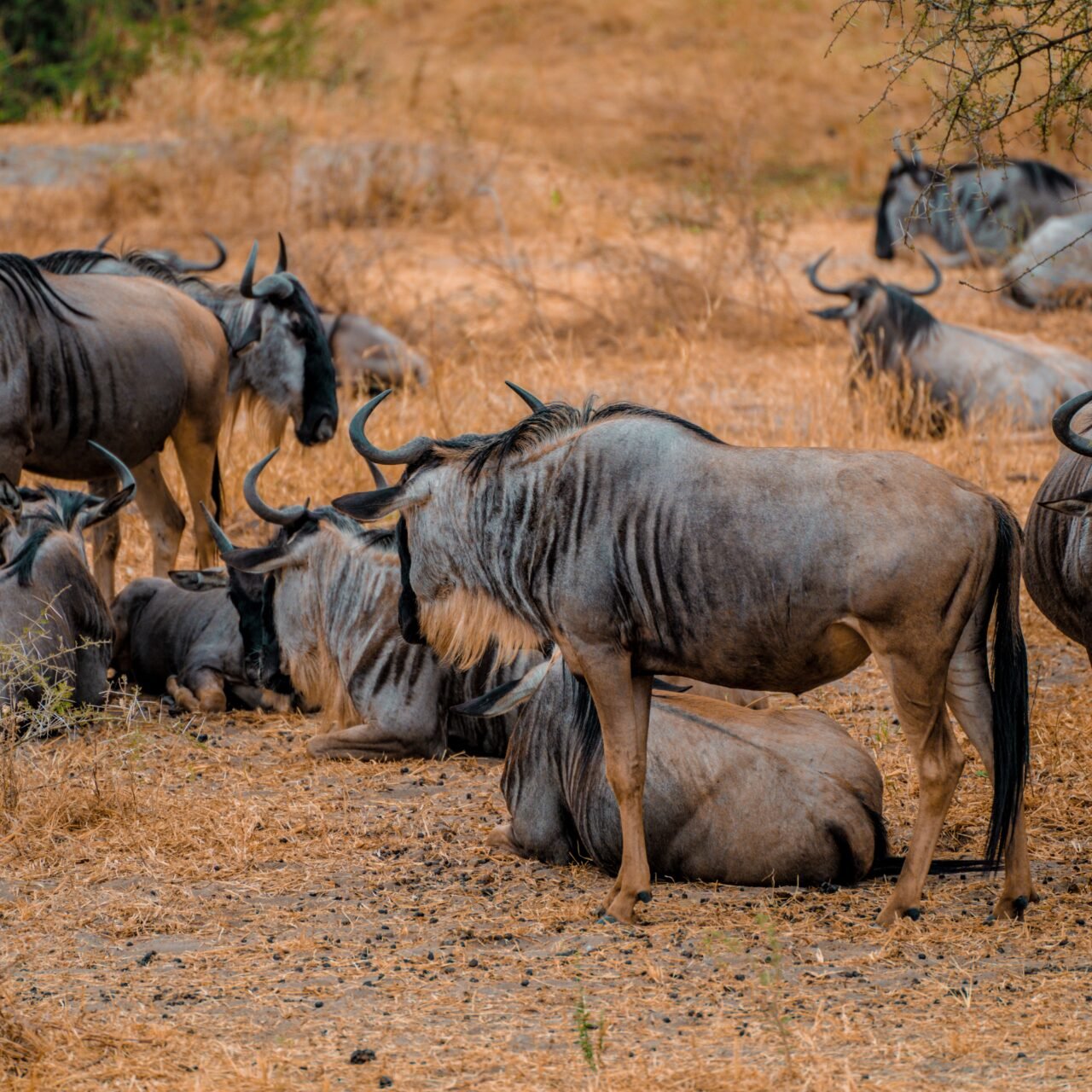 3 Days Serengeti Safari - Book Best Short Serengeti Wildlife Tour