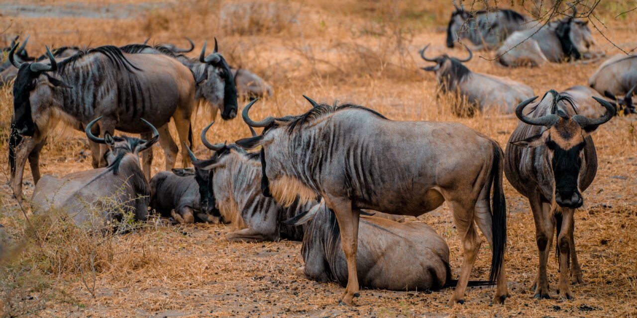 How to Choose the Best Month for Serengeti Migration – Complete Guide 2026-2027