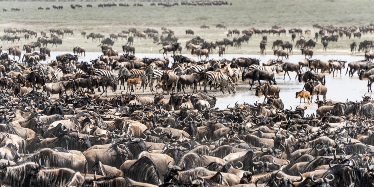 How to Plan Serengeti Migration Safari from Arusha – Complete Guide 2026-2027