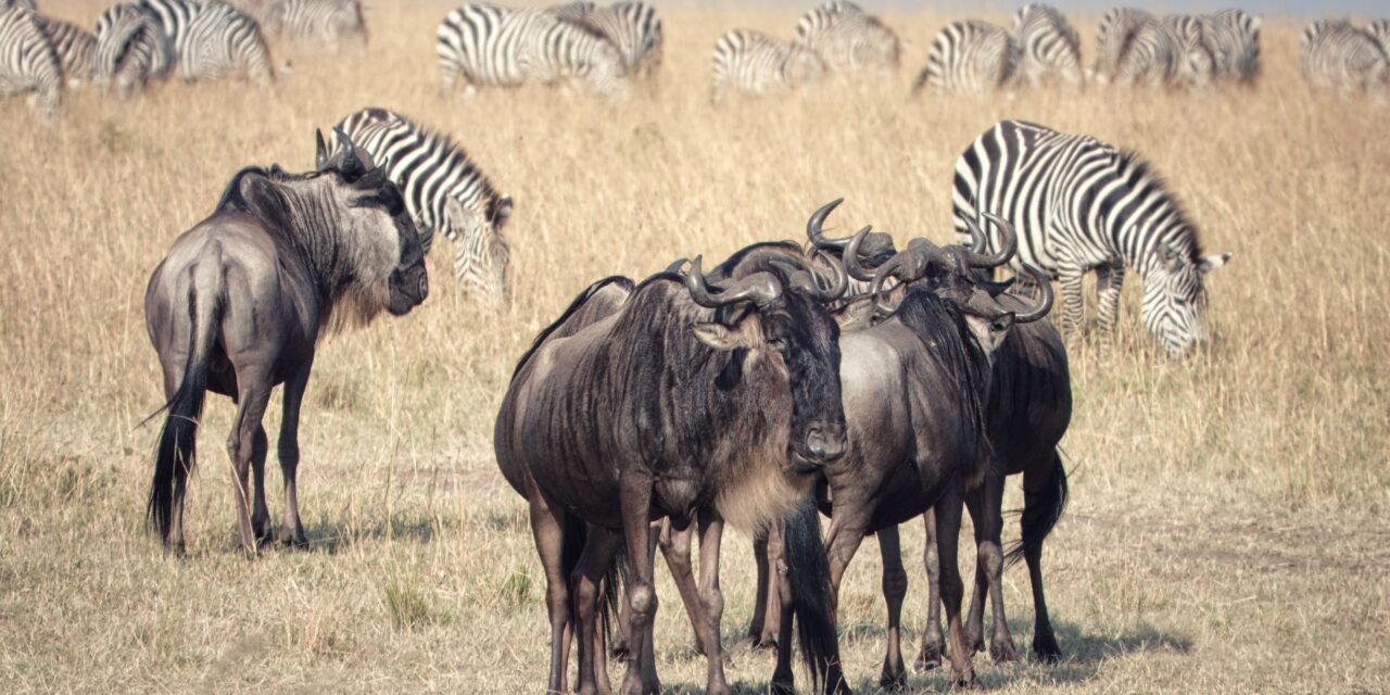 How to See River Crossing in Northern Serengeti – Complete Guide 2026-2027