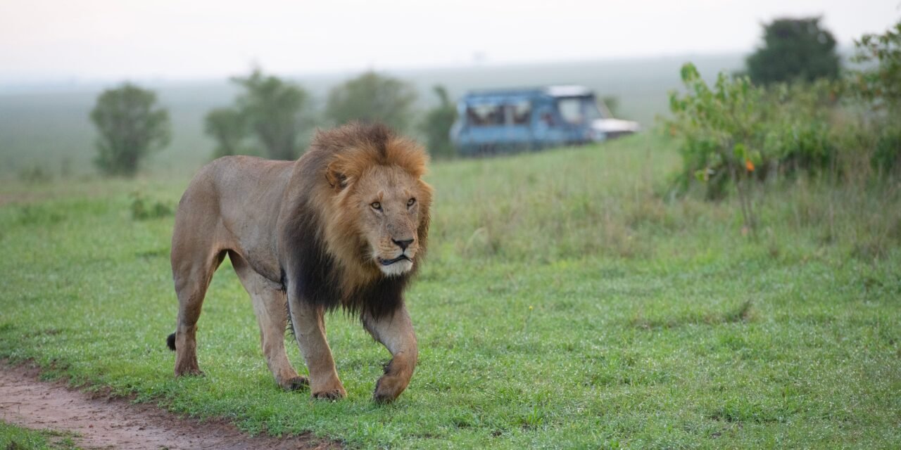 How to Do a 5 Day Serengeti Safari from Arusha – Complete Guide 2026-2027