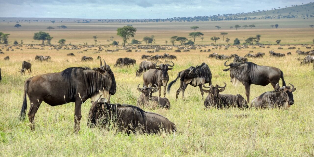 How to See the Great Migration in Serengeti – Complete Guide 2026-2027