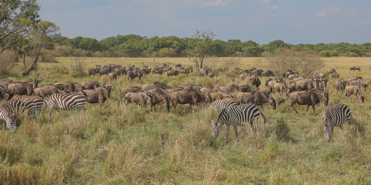 How to Visit Ndutu for Calving Season – Complete Guide 2026-2027