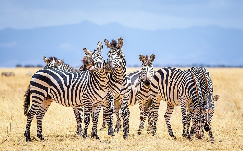 How to Calculate Tanzania Safari Park Fees – Complete Guide 2026-2027