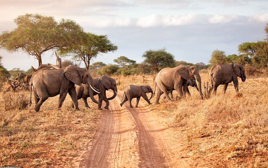 How to Compare Tanzania Safari Prices – Complete Guide 2026-2027