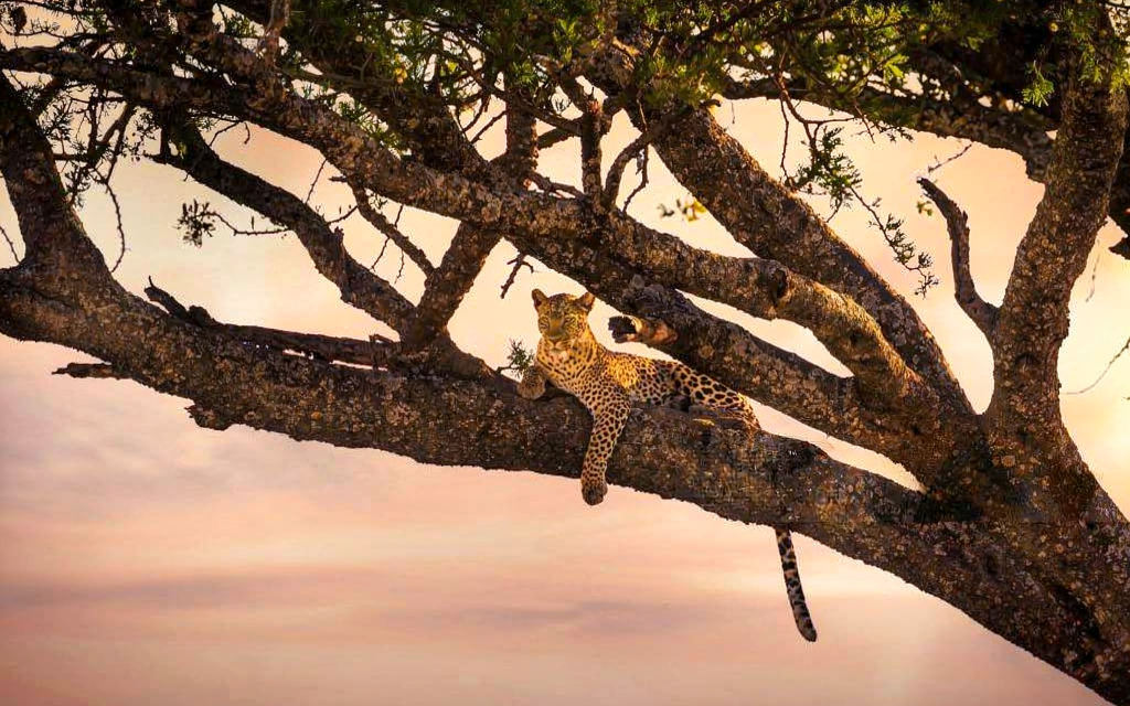 How to Book Last Minute Safari in Arusha – Complete Guide 2026-2027