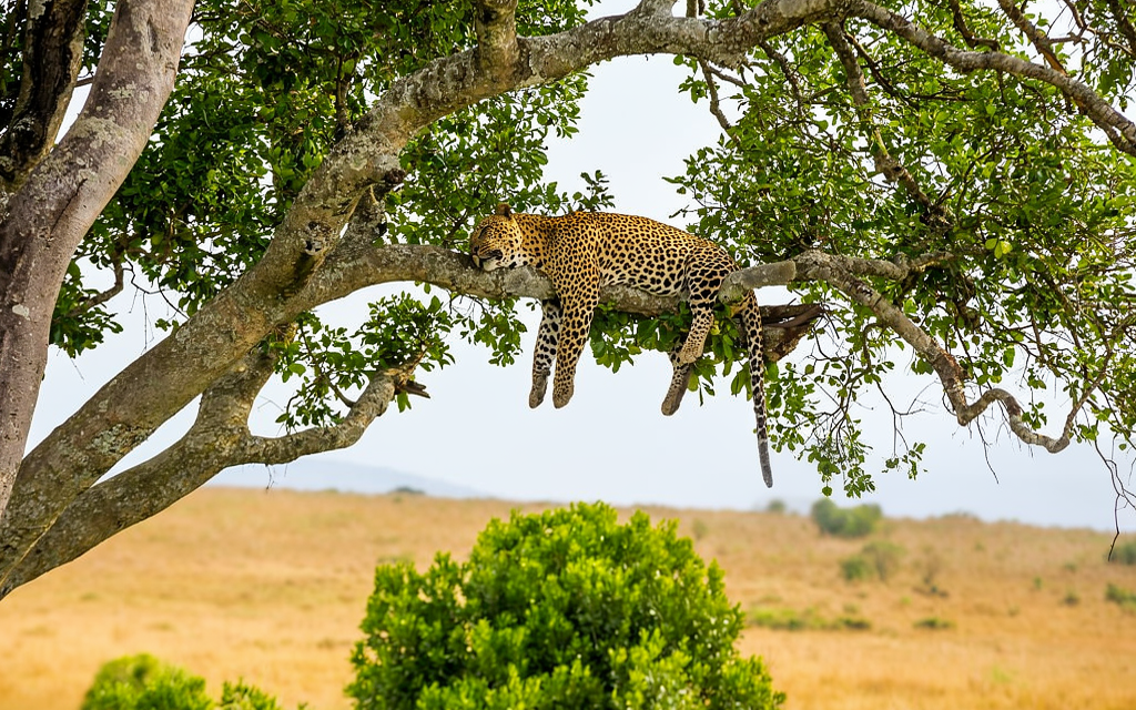 How to Find Group Joining Safari in Arusha – Complete Guide 2026-2027