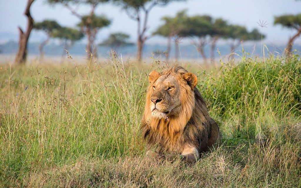How to Choose a Tanzania Safari Package Within Budget – Complete Guide 2026-2027