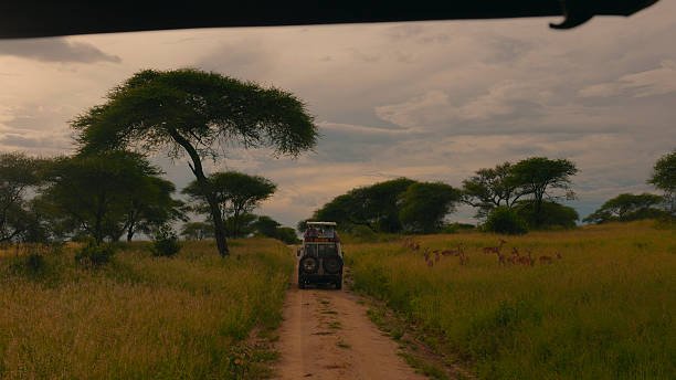 3 Days Tanzania Family Safari From Moshi: Best Guide 2026-2027-2028