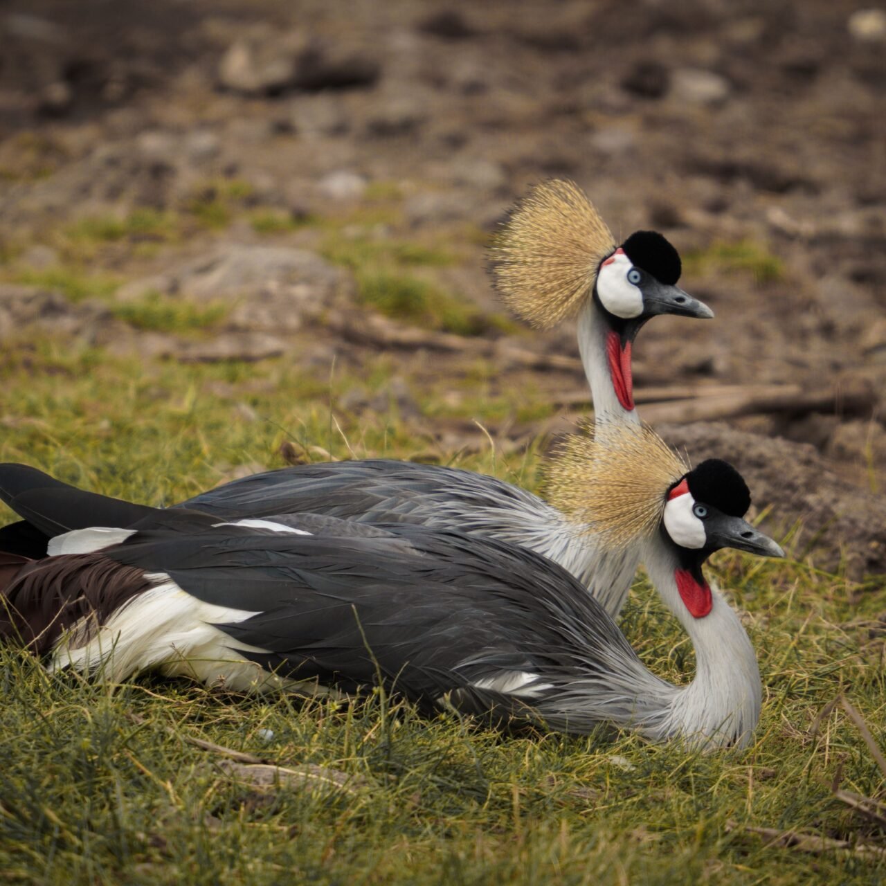 1 Day Lake Manyara Safari from Arusha - Book Scenic Wildlife Day Trip
