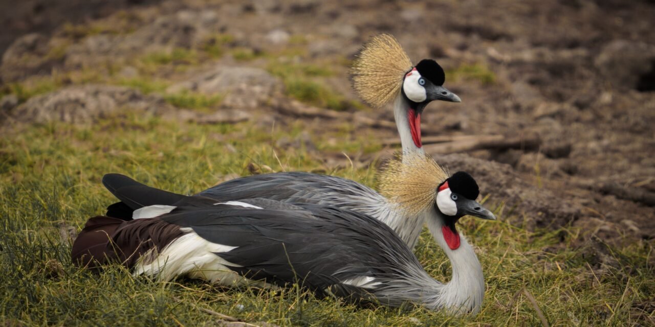 1 Day Lake Manyara Safari from Arusha – Book Scenic Wildlife Day Trip
