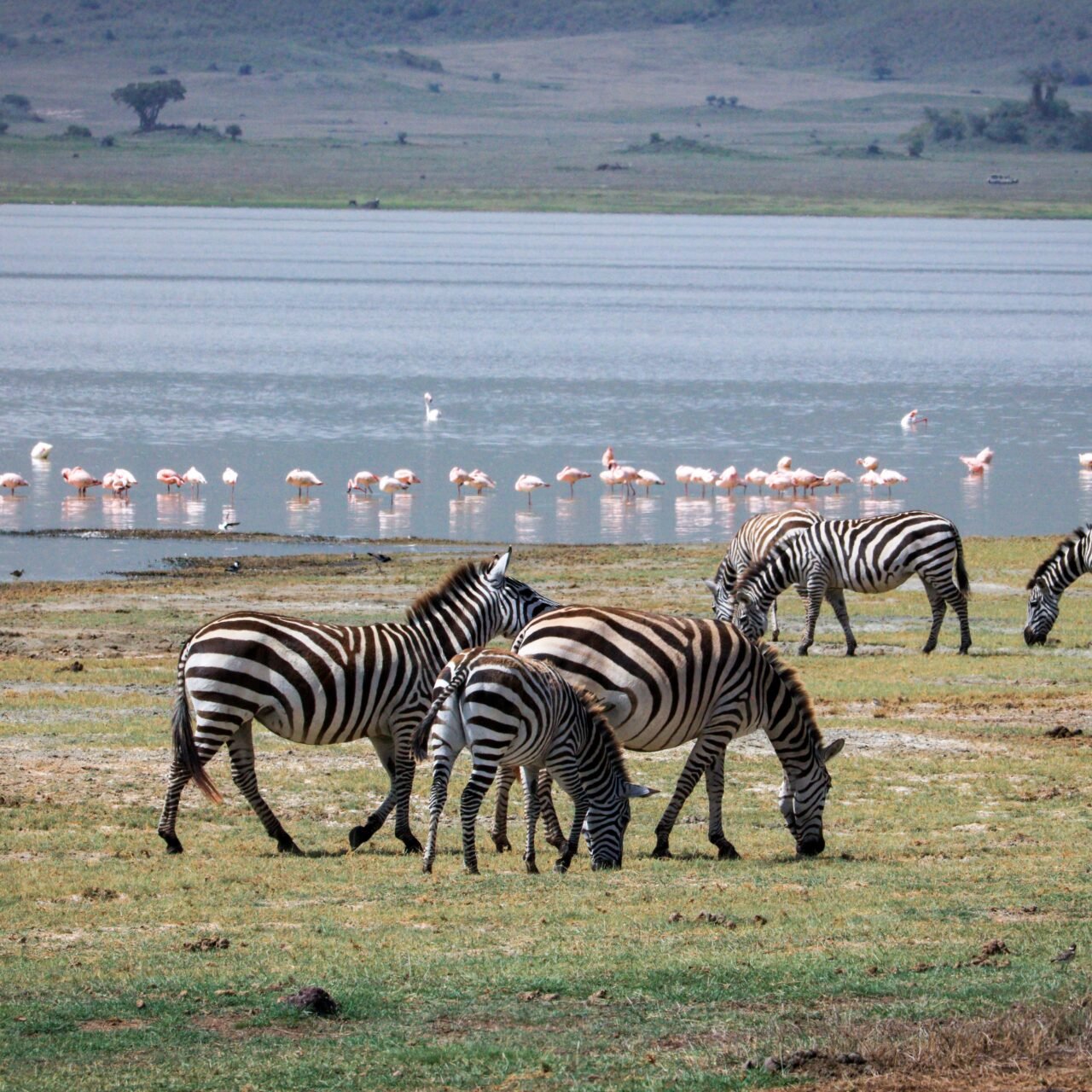 2 Days Lake Manyara and Tarangire Safari - Book Short Tanzania Safari Package