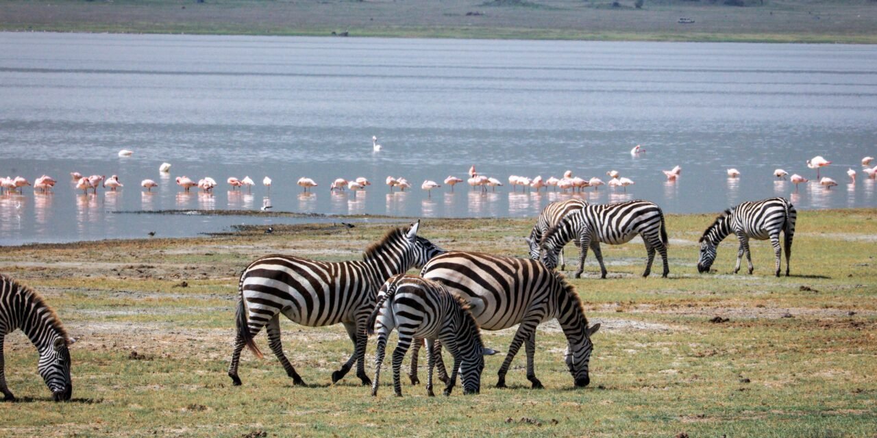 2 Days Lake Manyara and Tarangire Safari – Book Short Tanzania Safari Package